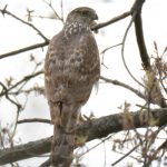 Cooper’s Hawk
