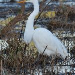 Great Egret
