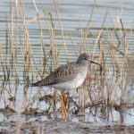 Greater Yellowlegs