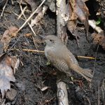 House Wren