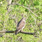 Cooper’s Hawk