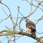 Cooper’s Hawk