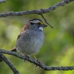 White-throated Sparrow
