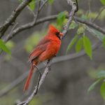 Northern Cardinal