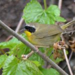Common Yellowthroat