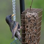 European Starling