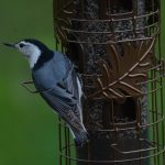 White-breasted Nuthatch
