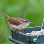 Carolina Wren