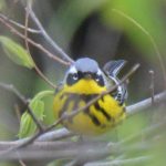 Magnolia Warbler