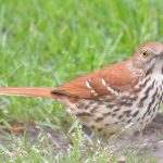 Brown Thrasher
