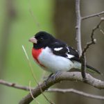 Rose-breasted Grosbeak