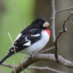 Rose-breasted Grosbeak