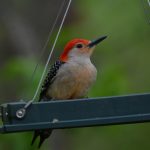Red-bellied Woodpecker