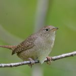 House Wren