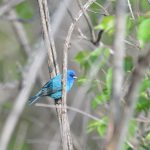 Indigo Bunting