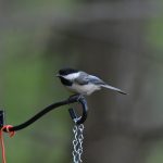 Black-capped Chickadee