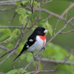 Rose-breasted Grosbeak