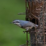 Red-breasted Nuthatch