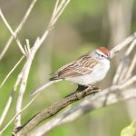Chipping Sparrow