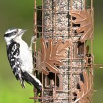 Downy Woodpecker