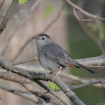 Gray Catbird