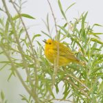 Yellow Warbler