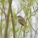 Warbling Vireo