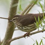 Northern Waterthrush