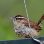 Carolina Wren