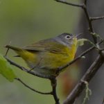 Nashville Warbler