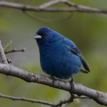 Indigo Bunting