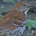 Brown Thrasher