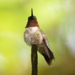 Ruby-throated Hummingbird