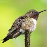 Ruby-throated Hummingbird