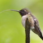Ruby-throated Hummingbird