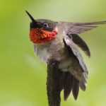 Ruby-throated Hummingbird
