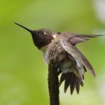 Ruby-throated Hummingbird