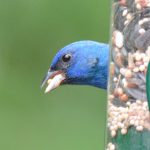 Indigo Bunting