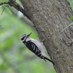 Downy Woodpecker