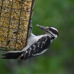 Hairy Woodpecker
