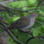 Mourning Dove