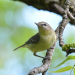 Philadelphia Vireo