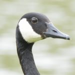 Canada Goose