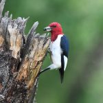 Red-headed Woodpecker