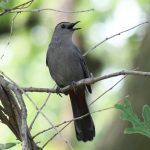 Gray Catbird