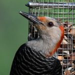 Red-bellied Woodpecker