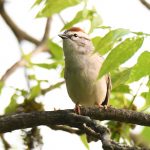 Chipping Sparrow