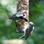 Downy Woodpecker