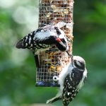 Downy Woodpecker