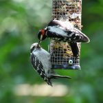 Downy Woodpecker